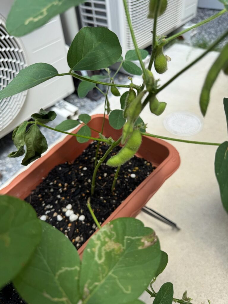 芽が出て、食べられるまで品種によるけど100日前後。